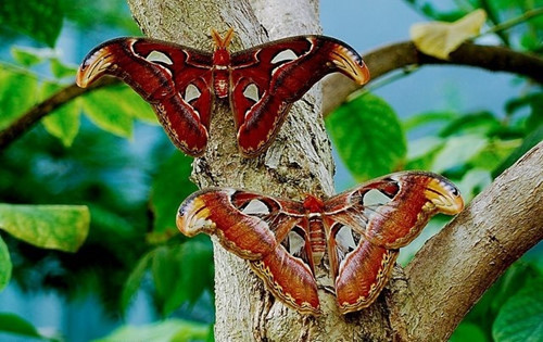 Cận cảnh một đôibướm khế khổng lồ trong thiên nhiên hoang dã.