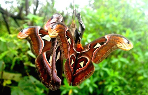 Hiện, trong sách đỏ Việt Nam, bướm khế được phân loại ở mức R (Rare) - hiếm gặp trong tự nhiên.