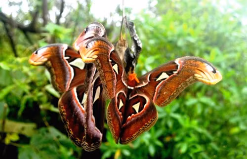 Hiện, trong sách đỏ Việt Nam, bướm khế được phân loại ở mức R (Rare) - hiếm gặp trong tự nhiên.