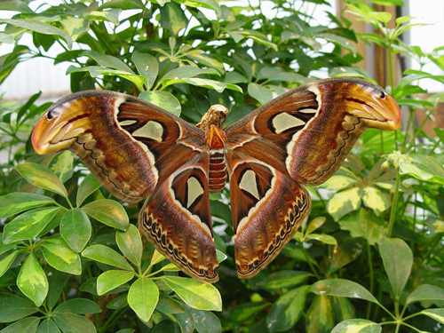 Tuy vậy, loài bướm khổng lồ này ngày càng hiếm gặp do môi trường thay đổi, do bị thu hẹp môi trường sống bởi con người lạm dụng thuốc trừ sâu cũng như sự săn lùng của các nhà sưu tầm.