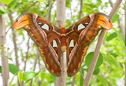 Tại Việt Nam, bướm khế được phát hiện tại các tỉnh Sóc Trăng, Bình Dương, Bình Thuận, Hải Dương, Bình Định, Quảng Nam, Nghệ An và một số địa phương khác.