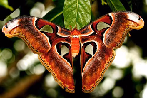 Theo nghiên cứu, bướm khế được tìm thấy ở rừng nhiệt đới và cận nhiệt đới của Đông Nam Á và phổ biến ở quần đảo Mã Lai.