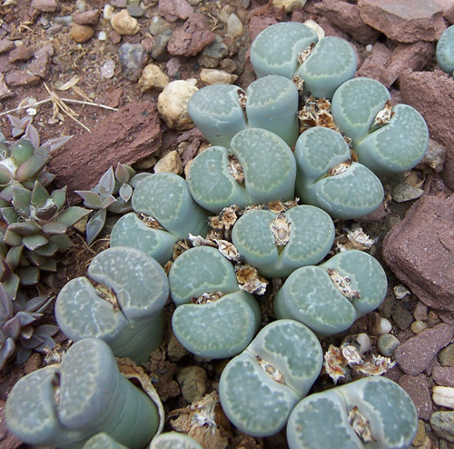 Loài hoa sỏi đá này có tên tiếng Anh là Lithops, một chi thực vật có hoa trong họ Aizoaceae. Loài hoa kỳ lạ này còn được gọi bằng một số tên khác như sinh thạch, ngọc đầu thạch, sen đá, xương rồng, hải thạch lan, hoa đá, hoa sỏi.