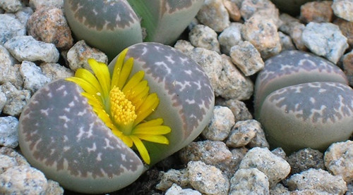 Những cây con cũng có thời kỳ trưởng thành và chỉ khi trưởng thành khoảng 2 đến 3 tuổi cây sỏi đá mới trổ hoa, kết hạt.