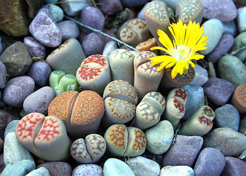 Khe giữa các lá cây có chứa mô phân sinh sản xuất hoa và lá mới. Các lá dày để lưu trữ đủ nước cho cây tồn tại trong nhiều tháng không có mưa.Nhìn từ trên xuống hoa sỏi đá có hình trứng, nhìn từ dưới lên cây lại có hình nón.