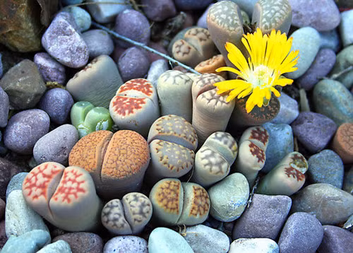 Khe giữa các lá cây có chứa mô phân sinh sản xuất hoa và lá mới. Các lá dày để lưu trữ đủ nước cho cây tồn tại trong nhiều tháng không có mưa.Nhìn từ trên xuống hoa sỏi đá có hình trứng, nhìn từ dưới lên cây lại có hình nón.