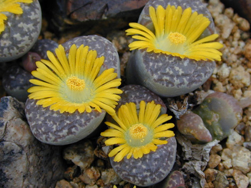 Cây sỏi đá không phải là một loài thực vật có độc, hoa của chúng cũng vậy. Trong thực tế, theo một số tài liệu cho thấy trẻ em ở một số nước châu Phi đôi khi ăn loại cây này như một cách để dập tắt cơn khát.