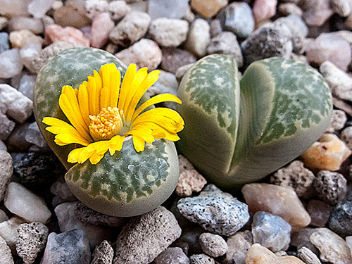 Hoa sỏi chỉ mọc ở sa mạc và nơi khô hạn, cây nở hoa tỏa mùi thơm ngát vào lúc trời mưa, sau đó sẽ nhanh chóng kết hạt, phát tán.