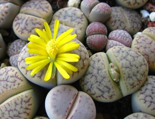 Cây sỏi đá thường nở hoa vào mùa thu, hoa mọc từ khe nứt, có nhiều màu nhưng thường gặp nhất là màu trắng và màu vàng hoặc các màu với tâm hoa màu trắng, hoa thường có đường kính từ 4 - 5cm.