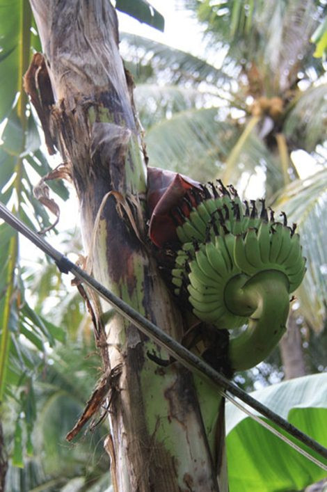 Buồng chuối trổ giữa thân và chĩa ngược lên trên.