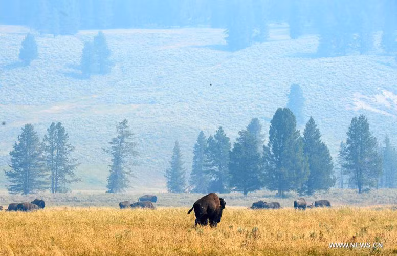 Đàn trâu nhởn nhơ gặm cỏ ở gần mạch nước phun West Thumb ở Yellowstone, Mỹ.