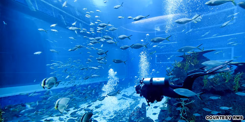 Môi trường Đại dương Mở là khu vực tham quan rộng nhất thế giới với 36 mét chiều rộng và cao 8,3 m.