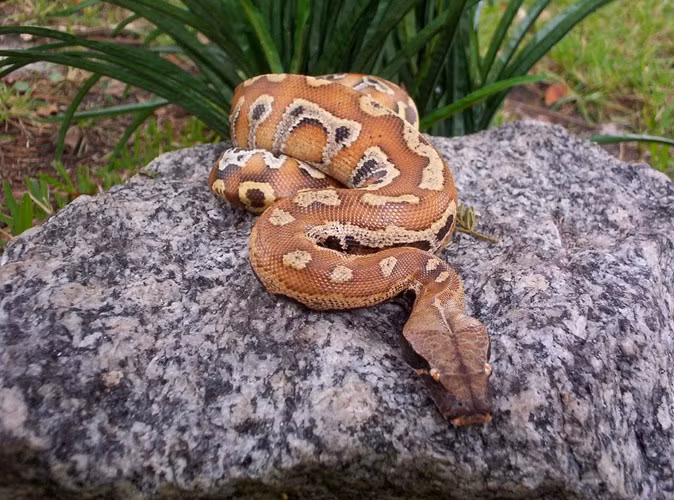  Không chỉ có hình thù lạ, trăn cộc còn có màu sắc đỏ vàng rất bắt mắt. 