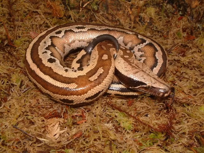  Chúng cũng được bắt gặp tại nhiều khu vực khác của Đông Nam Á. 