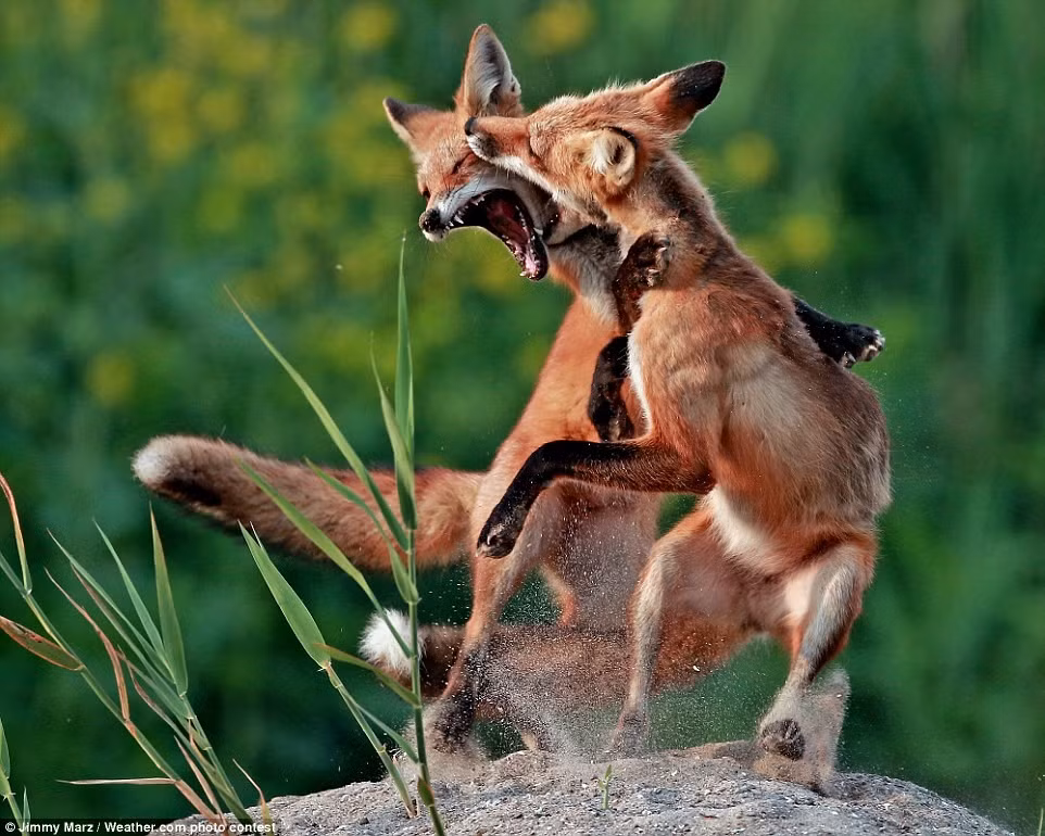 Jimmy Marz đã ghi lại được khoảnh khắc đắt giá trong trận chiến giữa hai con cáo.