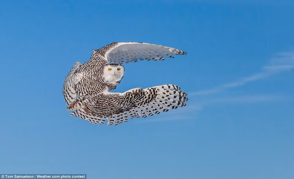 Con cú tuyết tung cánh bay trong ảnh của Tom Samuelson.