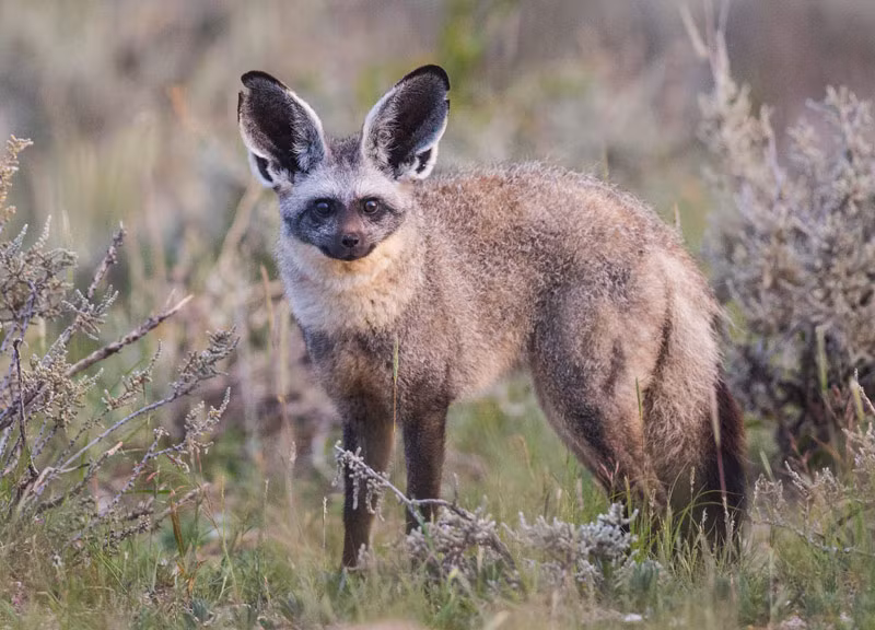Thời gian cho con bú kéo dài từ 14-15 tuần.