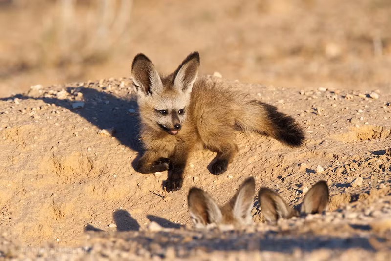 Khi còn nhỏ, cáo tai dơi thường sống dưới hang do bố mẹ chúng đào.