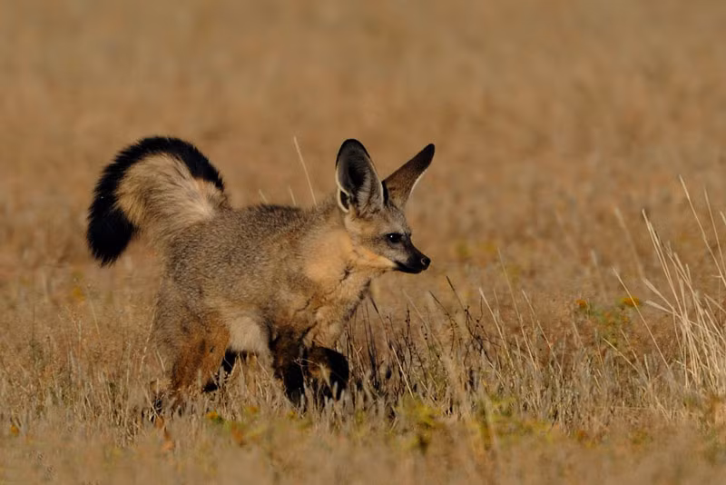 80-90% khẩu phần ăn uống của chúng là loài mối Hodotermes Mossambicus.