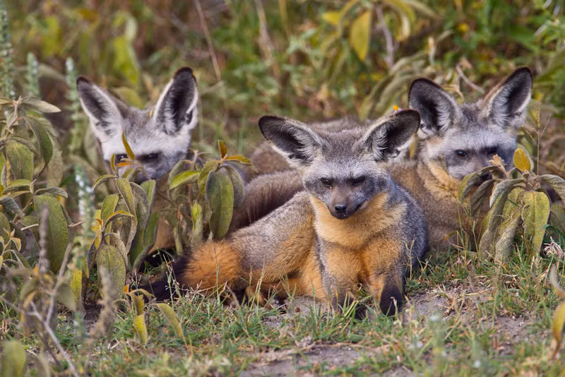 Cáo tai dơi là loài ăn sâu bọ, chúng sử dụng đôi tai lớn của mình để xác định vị trí con mồi.