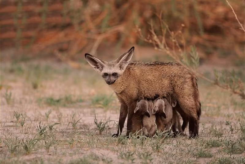 Những chú cáo tai dơi con đang bú mẹ.