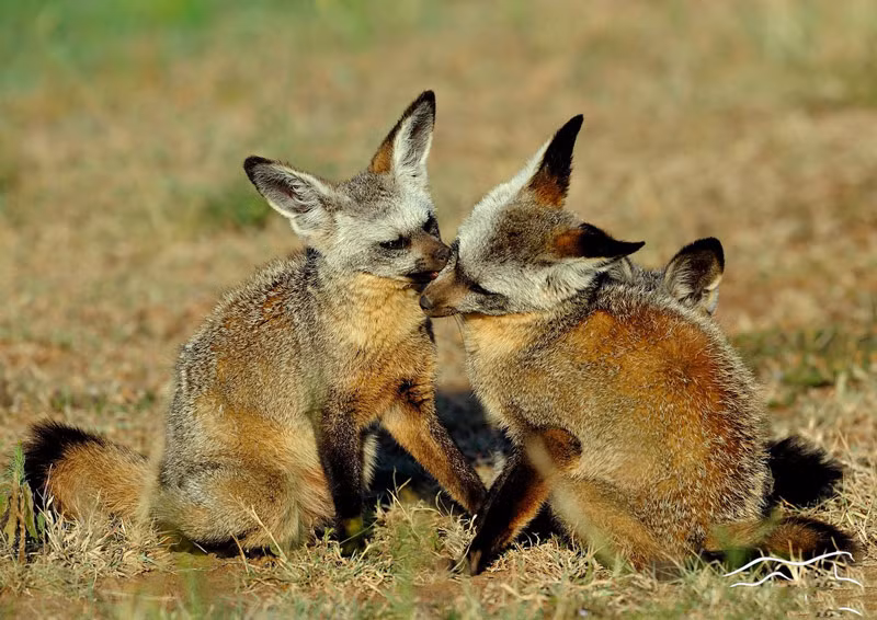 Chúng đang âu yếm, thủ thỉ với nhau.