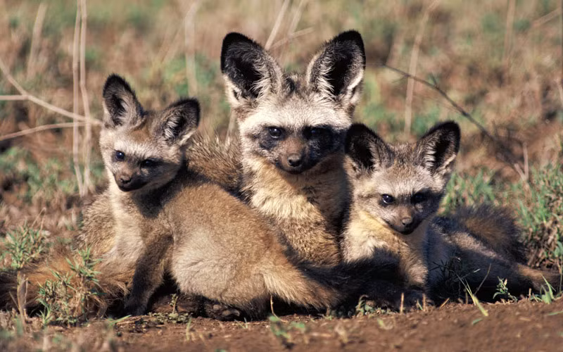 Cáo tai dơi mẹ bên 2 con nhỏ.