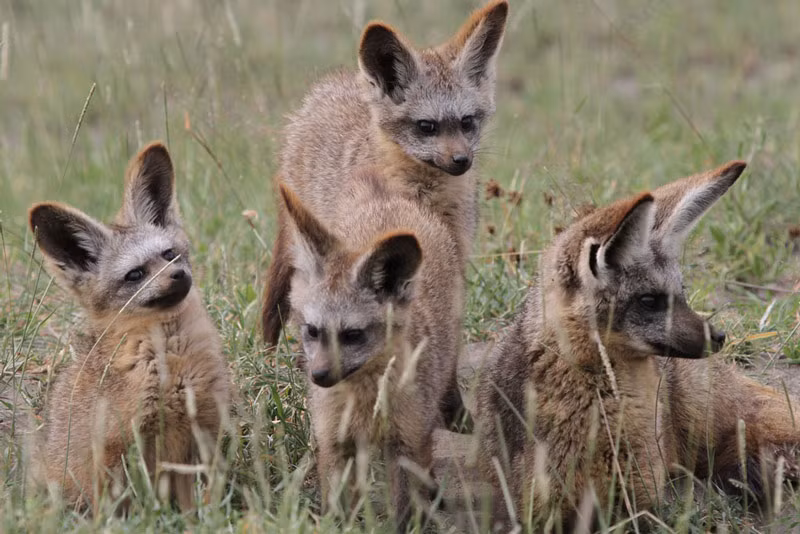Chúng thường mang thai từ 60-70 ngày và sinh từ 1-6 con.