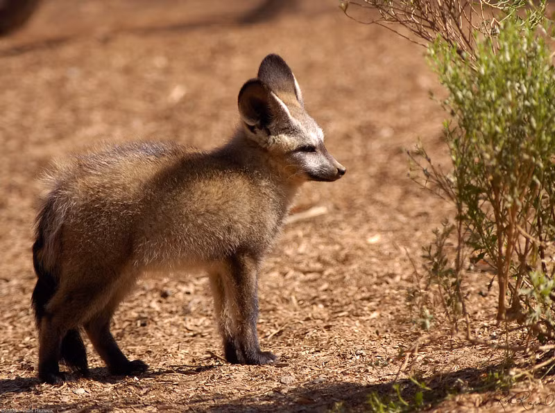 Chiều dài trung bình của nó khoảng 55cm, chiều dài tai có thể đạt tới 13cm.