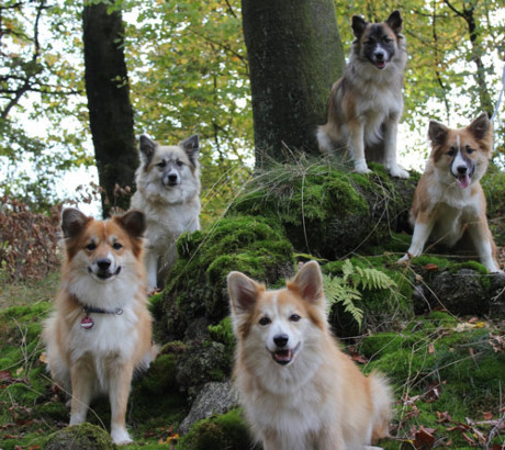 8. Chó chăn cừu Iceland.