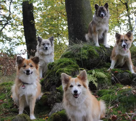 8. Chó chăn cừu Iceland.