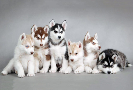 2. Chó Husky Sibir.