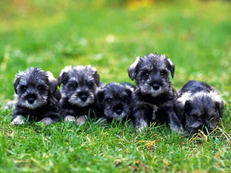 9. Chó Miniature Schnauzer.