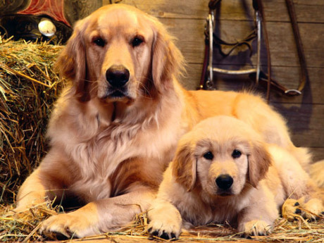 3. Chó Golden Retriever.