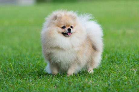 1. Chó Pomeranian.