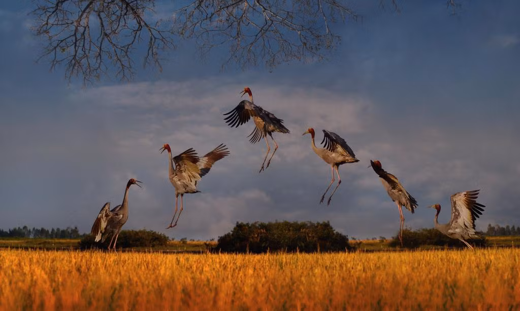 Trong giới nhiếp ảnh, Tăng A Pẩu được biết tới như là một con người của rừng. Một tuần Tăng A Pẩu có hết 2-3 ngày ở rừng. Từ rừng Nam Cát Tiên (Ðồng Nai) đến Tràm Chim (Ðồng Tháp), Bidoup (Lâm Ðồng), Hòn Bà (Nha Trang), Kon Ka Kinh (Kon Tum), Lò Gò (Tây Ninh), Bạch Mã (Huế), Cúc Phương (Ninh Bình)... Ảnh: Gọi bầy (sếu đầu đỏ) - tăng A Pẩu.