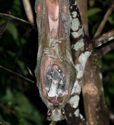  Ở Việt Nam, chồn bay phân bổ rải rác tại các khu rừng ở Lai Châu, Thanh Hoá, Nghệ An, Hà Tĩnh, Quảng Bình, Thừa Thiên - Huế, Kontum, Gia Lai, Đắk Lắk, Tây Ninh.
