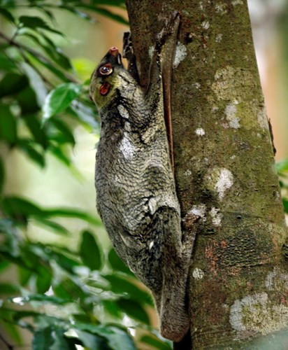  Được gọi là “chồn” nhưng chúng không có liên hệ gì với các loài chồn thông thường. Chúng thuộc một họ động vật duy nhất và cũng gồm một loài duy nhất phân bố ở Việt Nam.
