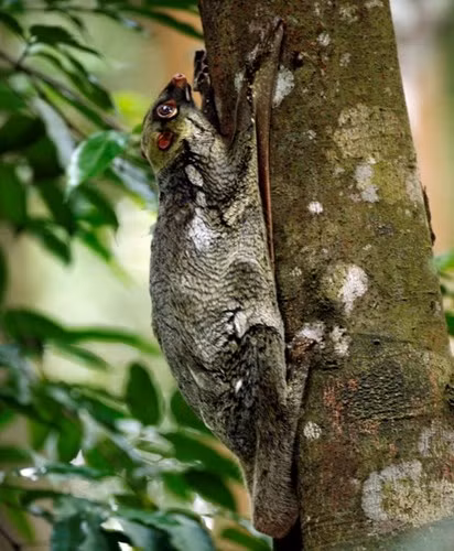  Được gọi là “chồn” nhưng chúng không có liên hệ gì với các loài chồn thông thường. Chúng thuộc một họ động vật duy nhất và cũng gồm một loài duy nhất phân bố ở Việt Nam.