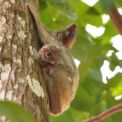 Con non sẽ sống trong chiếc túi mềm và ấm cho đến khi tự lập. Đặc điểm này rất giống với các loài thú có túi ở Australia, mặc dù chồn bay được coi là một loài thú có vú hoàn chỉnh.