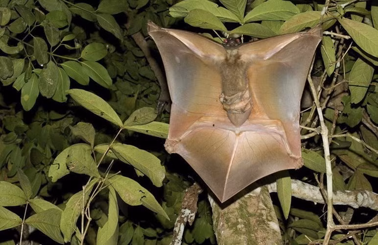  Ngoài khả năng bay, điểm độc đáo thứ hai của chồn bay là con sơ sinh rất yếu và được nuôi trong một chiếc túi làm bằng màng da ở phần bụng dưới. 