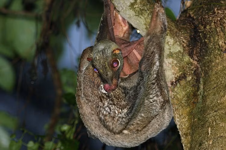  Đặc điểm nổi bật của chúng là có “cánh”, cấu tạo bằng màng da nối từ cổ với chi trước, chi sau tới hết các ngón chân và bao phủ tới đầu mút đuôi.