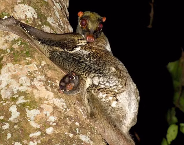  Chúng là loài động vật hoạt động vào ban đêm. Thức ăn là quả cây rừng, trứng chim và chim non. 