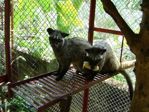 Một Việt kiều gây sốc với ‘chiến tích’ thắt cổ, cắt tiết chồn hương - Hình 4 Mot Viet kieu gay soc voi ‘chien tich’ that co, cat tiet chon huong-Hinh-4