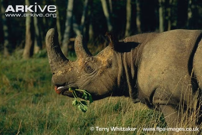 Không chỉ khỏe một chiếc máy ủi, chúng còn có bộ "áo giáp" dày đến 1,5cm và cặp sừng đầy uy lực.