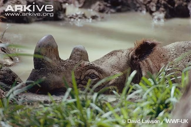  Chúng từng được ghi nhận tại các khu rừng ở tỉnh Khánh Hòa cho đến tận thập niên 1970 - 1980, rồi sau đó biến mất khỏi tầm nhìn của con người và chính thức được xác định là đã tuyệt chủng trong sách đỏ 1992. 