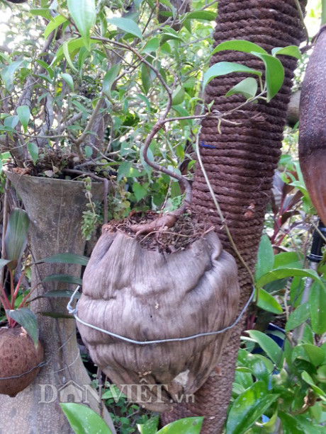 Độc đáo vườn treo sinh thái từ trái dừa khô - Hình 2 Doc dao vuon treo sinh thai tu trai dua kho-Hinh-2