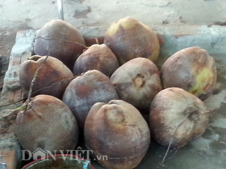 Độc đáo vườn treo sinh thái từ trái dừa khô - Hình 8 Doc dao vuon treo sinh thai tu trai dua kho-Hinh-8