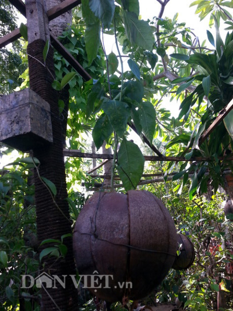 Độc đáo vườn treo sinh thái từ trái dừa khô - Hình 3 Doc dao vuon treo sinh thai tu trai dua kho-Hinh-3