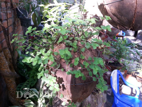 Độc đáo vườn treo sinh thái từ trái dừa khô - Hình 5 Doc dao vuon treo sinh thai tu trai dua kho-Hinh-5